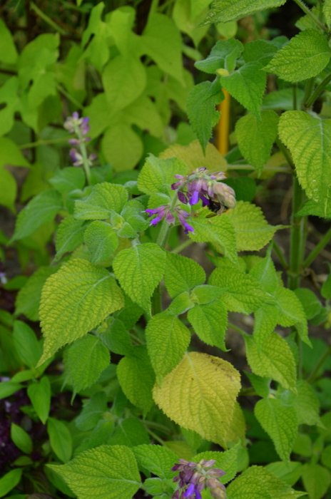Salvia raymondii ssp. mairanae